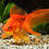 Thumbnail: Fantail Goldfish