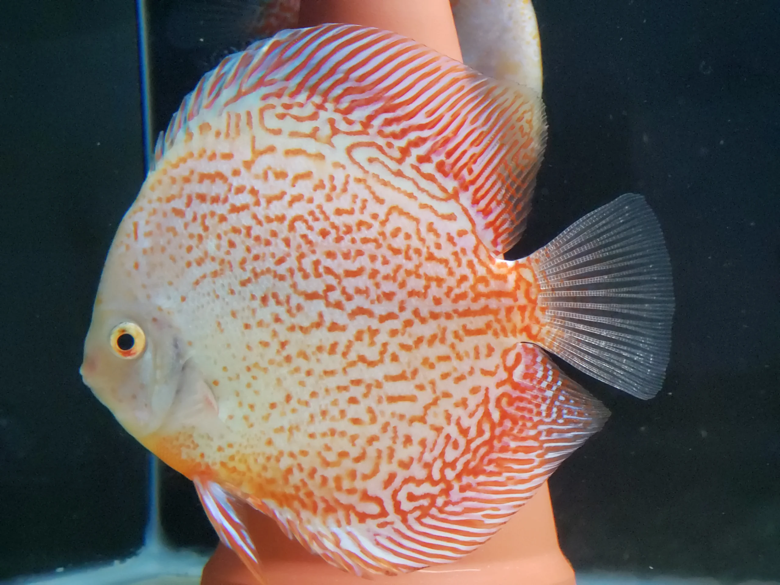 Snow Leopard Discus 14cm