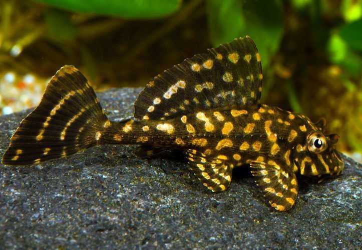 Thumbnail: Gold Spot L001/022 Pleco