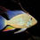 Thumbnail: Heckelii (Threadfin Acara)