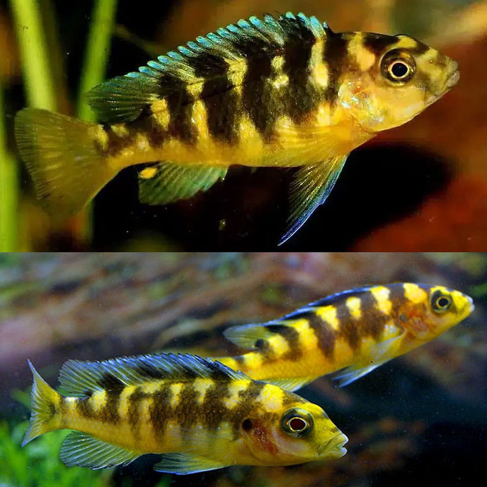 Ps. crabro Bumble Bee