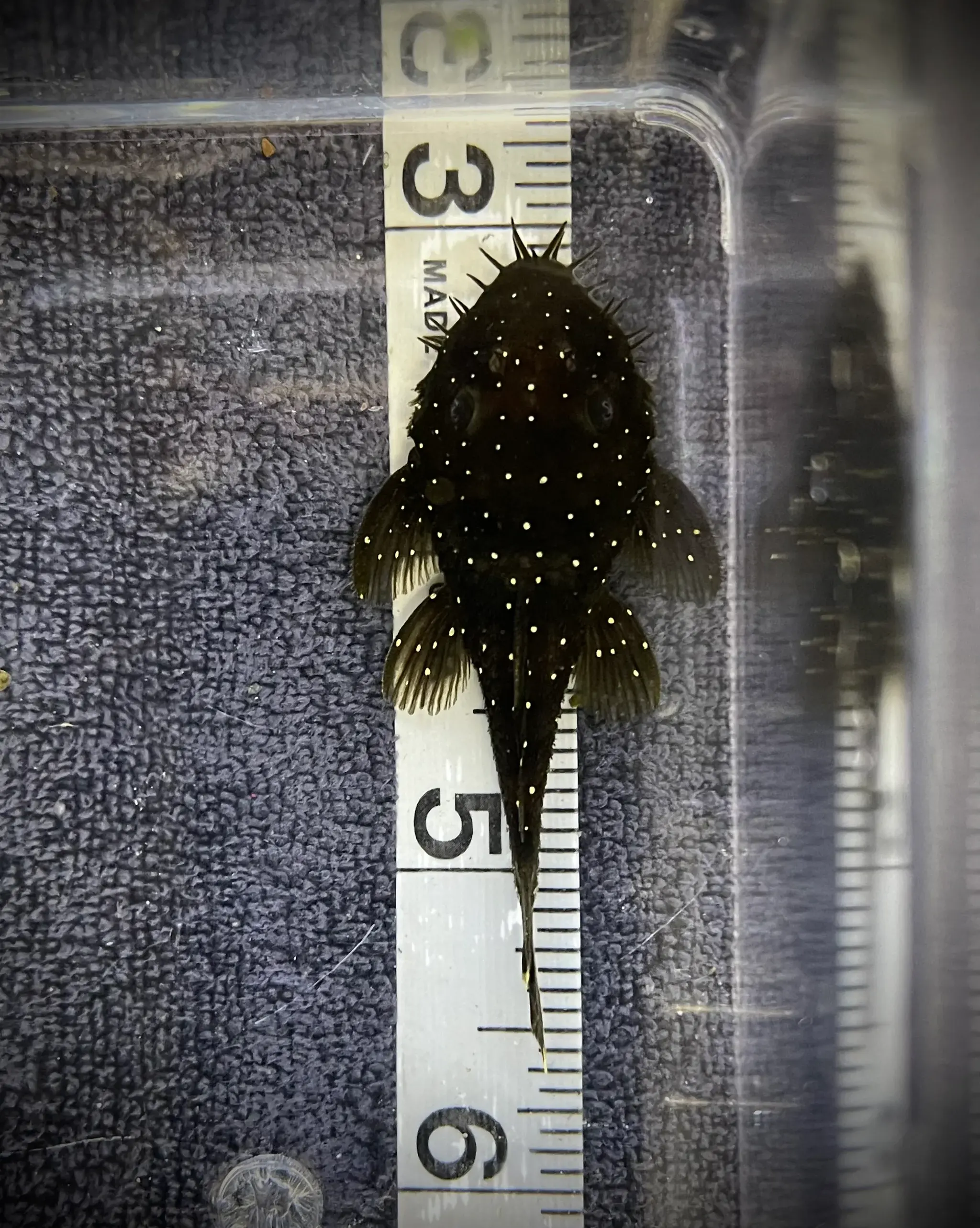 L255 Spotted Medusa Pleco