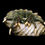 Thumbnail: Yellow Foot Hermit Crabs
