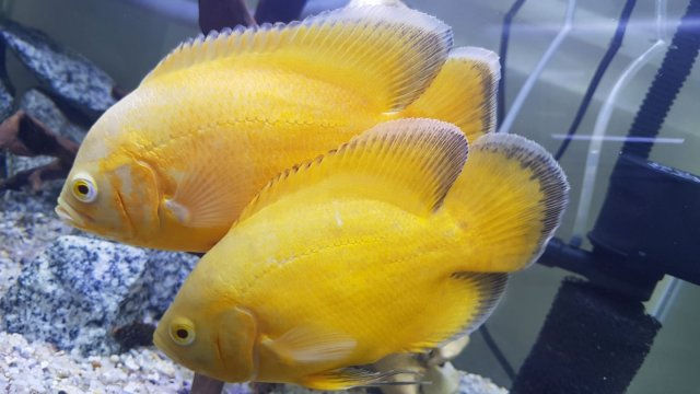 Thumbnail: Lemon Oscar
