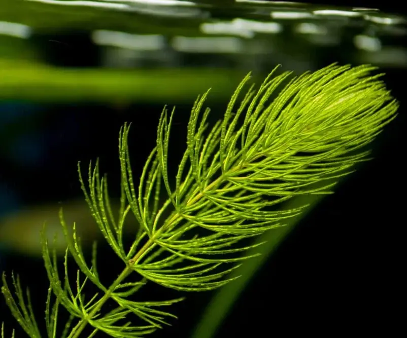Ceratophyllum demersum (Foxtail)