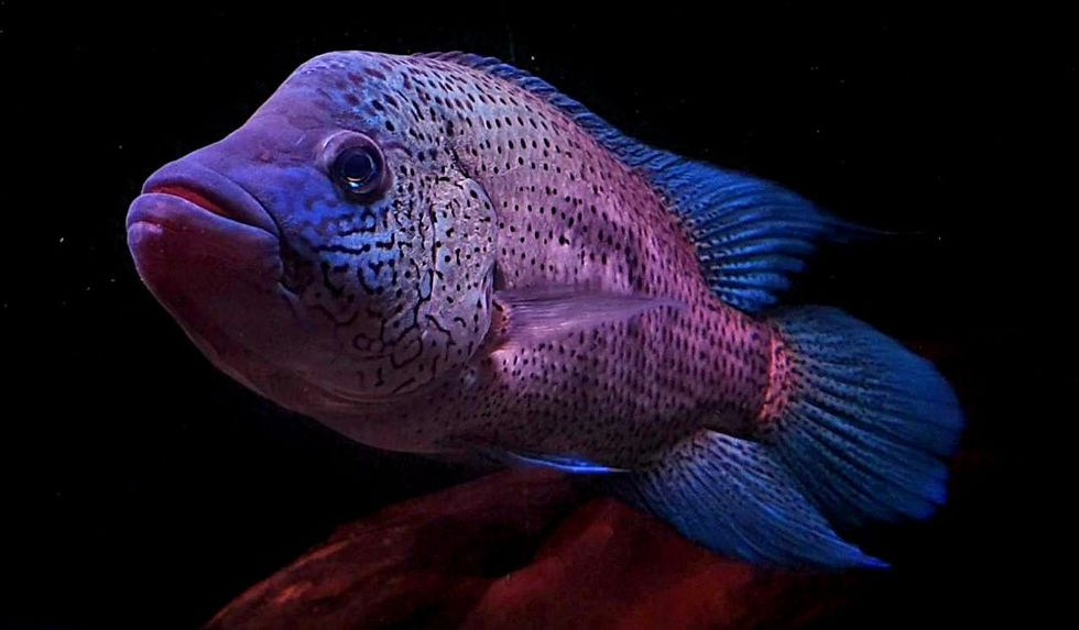 Thumbnail: Dovii wolf cichlid