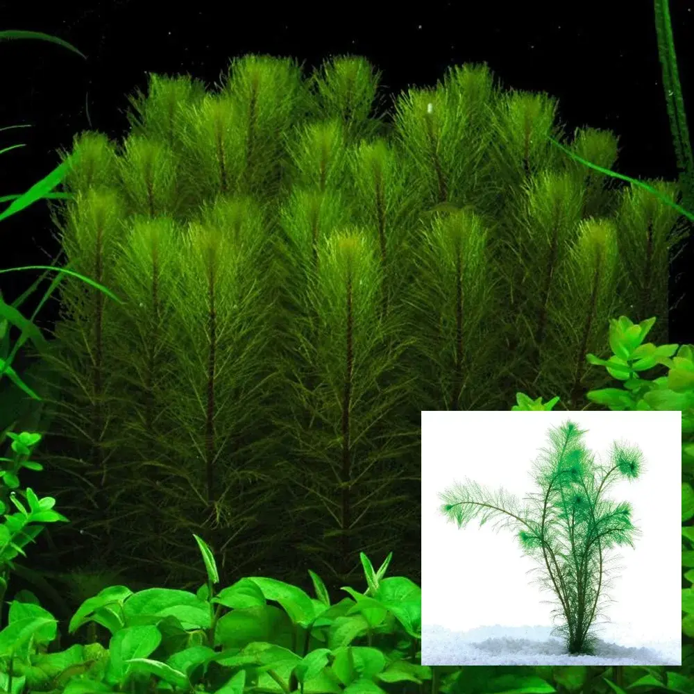 Myriophyllum crispatum Green Milfoil