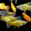 Thumbnail: Assorted Platy 3.5cm