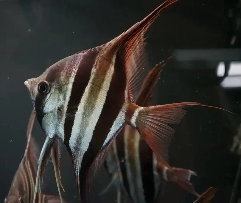 Thumbnail: Altum Angelfish F1