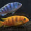 Thumbnail: Lombardoi Cichlid