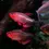 Thumbnail: Peppermill Tetra 4CM