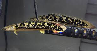 Thumbnail: DELHEZI BICHIR