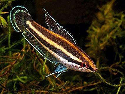 Thumbnail: Licorice Gourami M-3.5