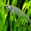 Thumbnail: Glass Catfish