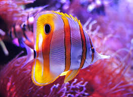 Thumbnail: Copperband Butterflyfish
