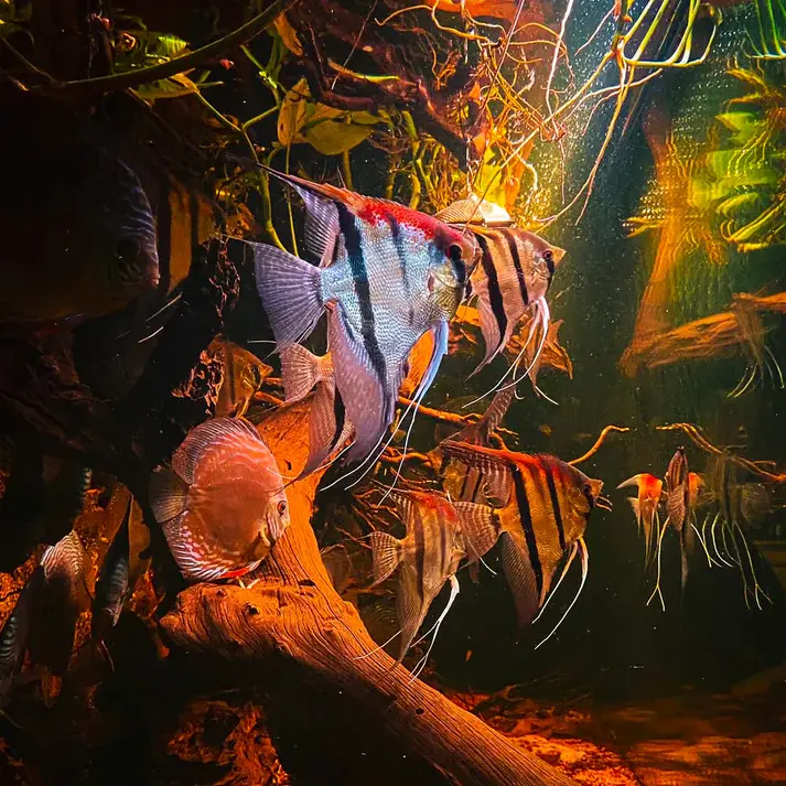 Thumbnail: Santa Isabel Angelfish