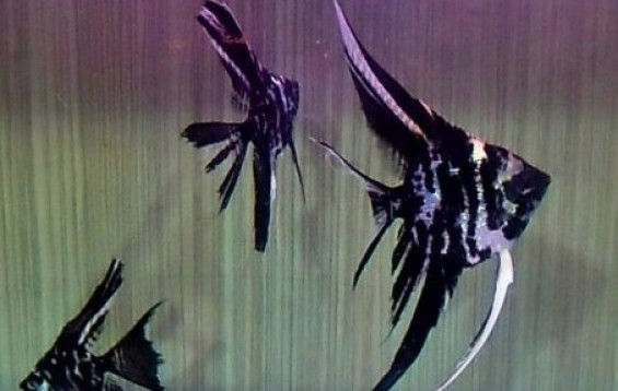 Thumbnail: Dark Marble Veil Tail Angelfish