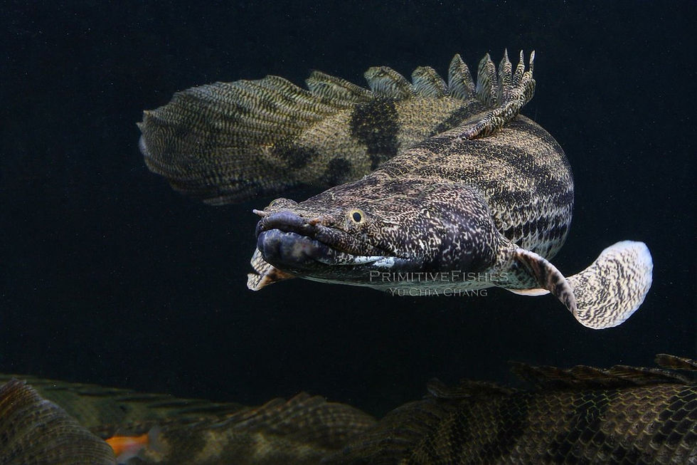 Thumbnail: Bichir Tiger (Extremely Rare!)