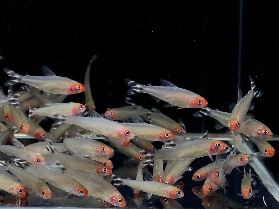 Thumbnail: FREE Assorted Swordtails SPECIAL