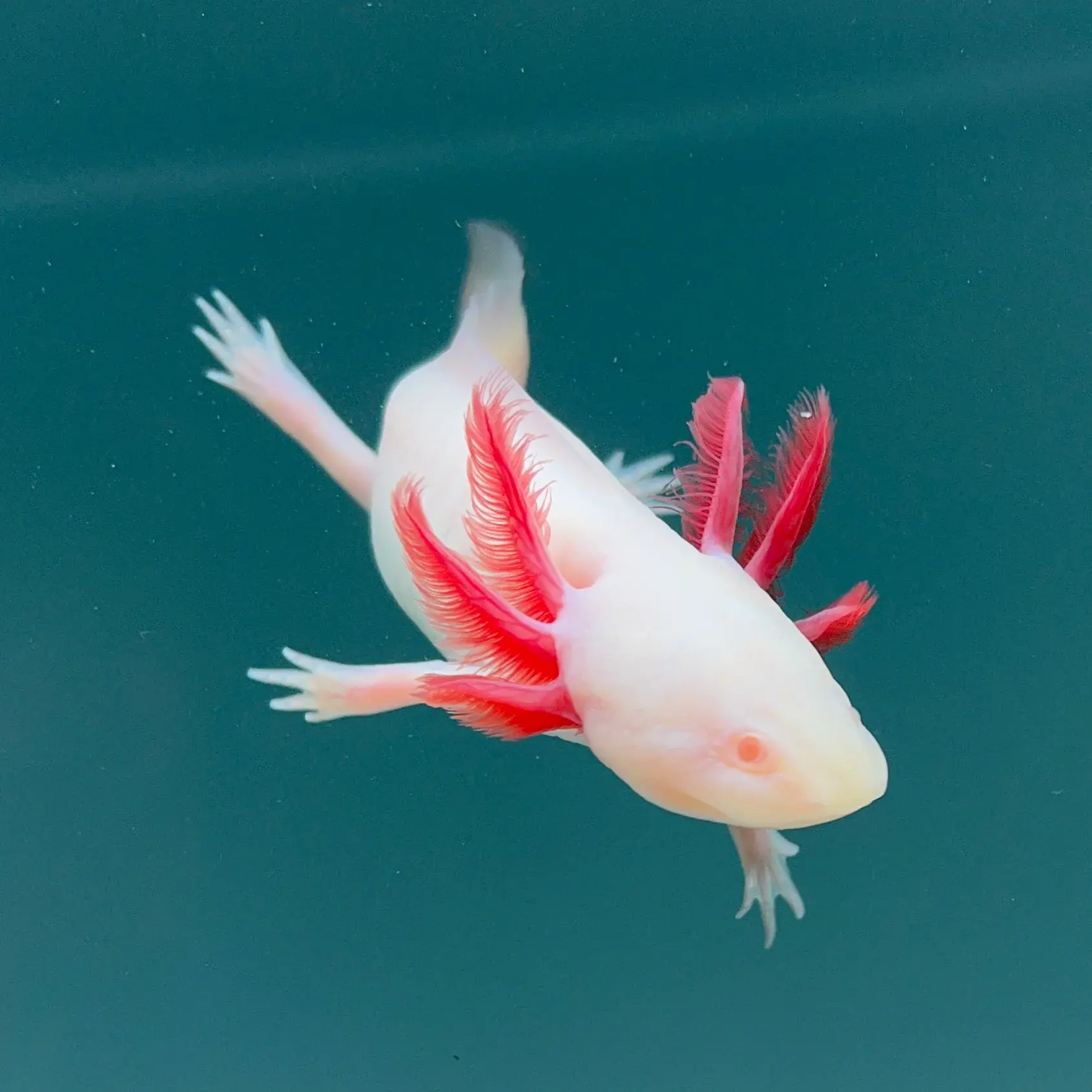 Albino Axolotol