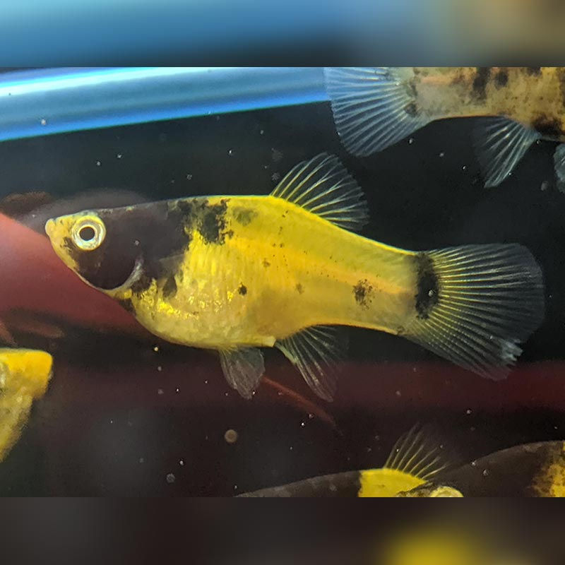 Thumbnail: Bumble Bee Platy 3.5cm