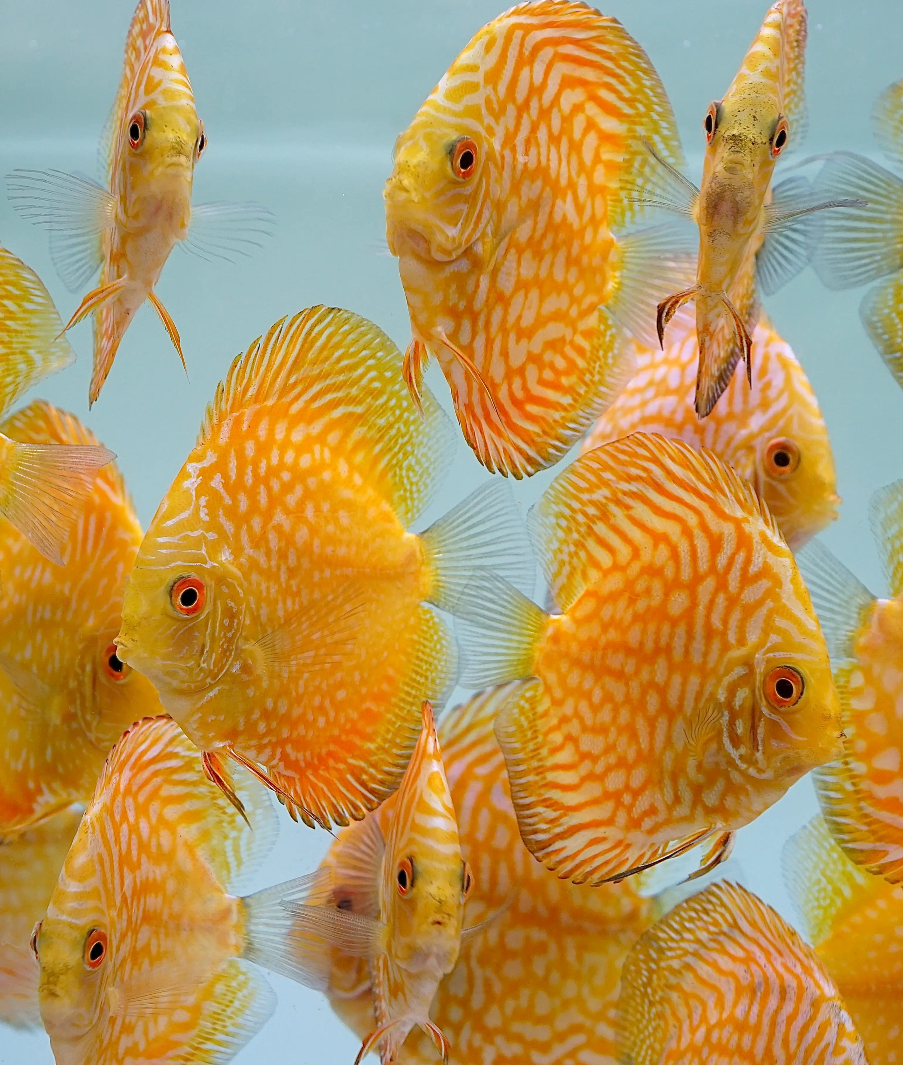 Golden Pigeon Discus