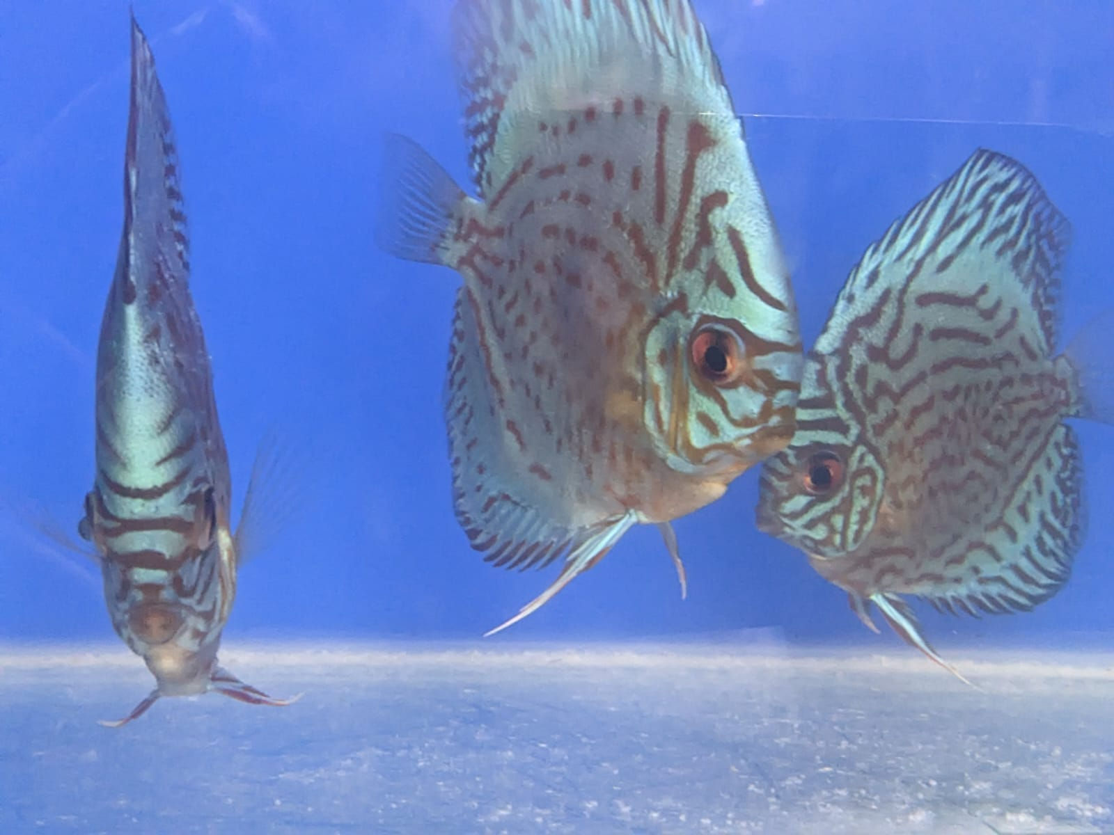 Thailand Cobult Blue Discus Fish