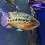Thumbnail: Red Tiger Motaguensis Cichlid (Rare)