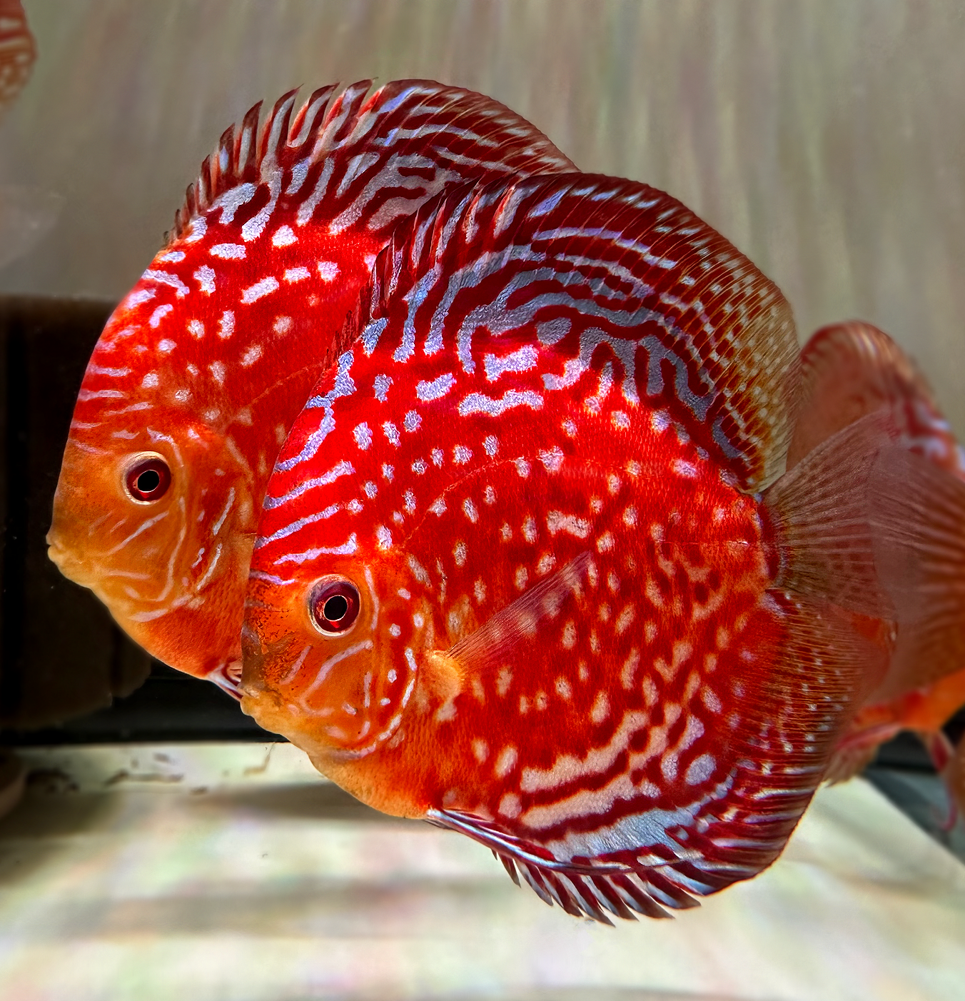 Rafflesia Discus Fish | Beyond Aquatics Aquarium