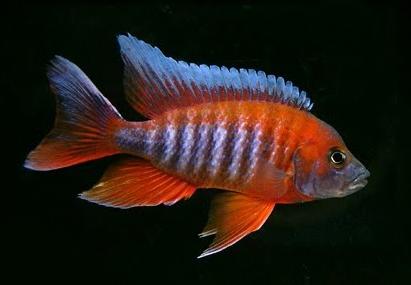 Thumbnail: Eureka Red Cichlid