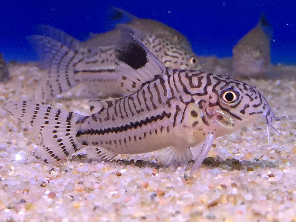 Thumbnail: Julii Corydora