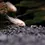 Thumbnail: Albino Pygmaeus Corydoras