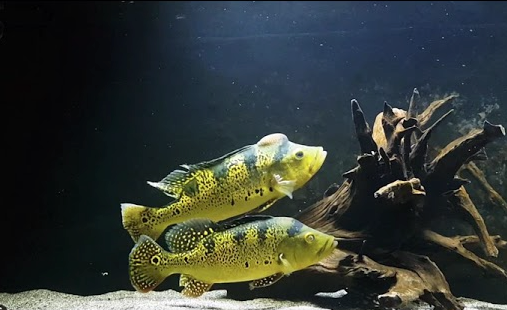 Thumbnail: Peacock Bass (Kelberi) (Pure Bloodline) Cichlid - 7cm
