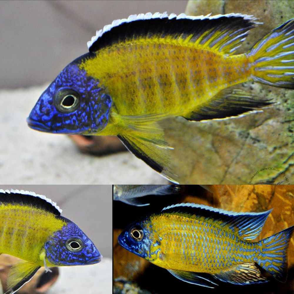 Usisya Peacock Cichlid