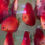 Thumbnail: Crimson red discus 13cm -Pairs