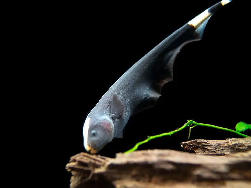 Thumbnail: Black Ghost Knifefish - 10cm