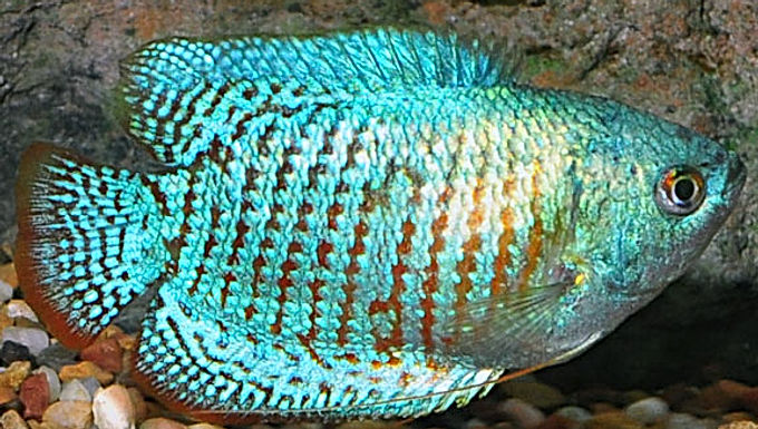 blue coral dwarf gourami