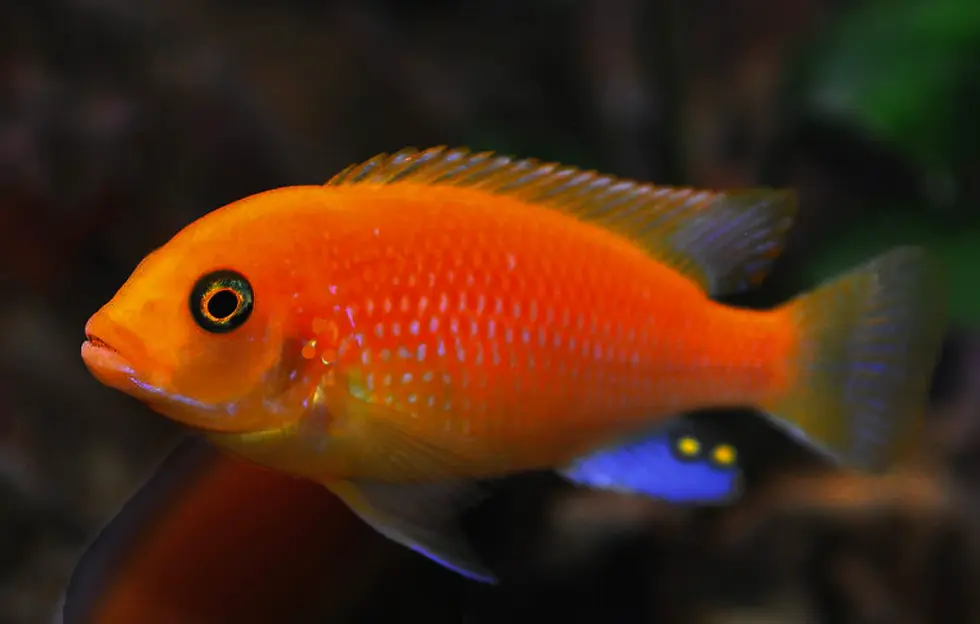 Thumbnail: Red Zebra Cichlid