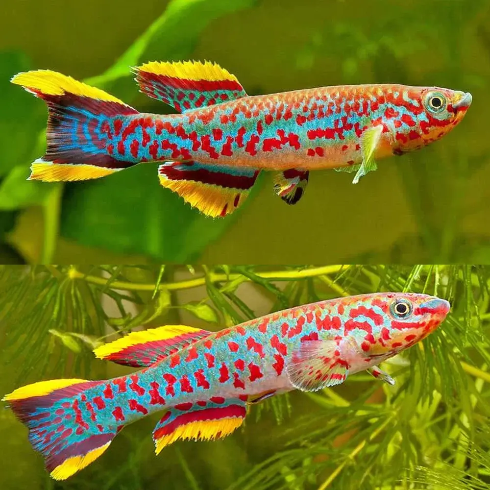 Gardneri Killifish