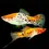 Thumbnail: Calico Koi Swordtail (Sanke) 5CM