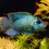 Thumbnail: Neon Blue Acara Cichlid