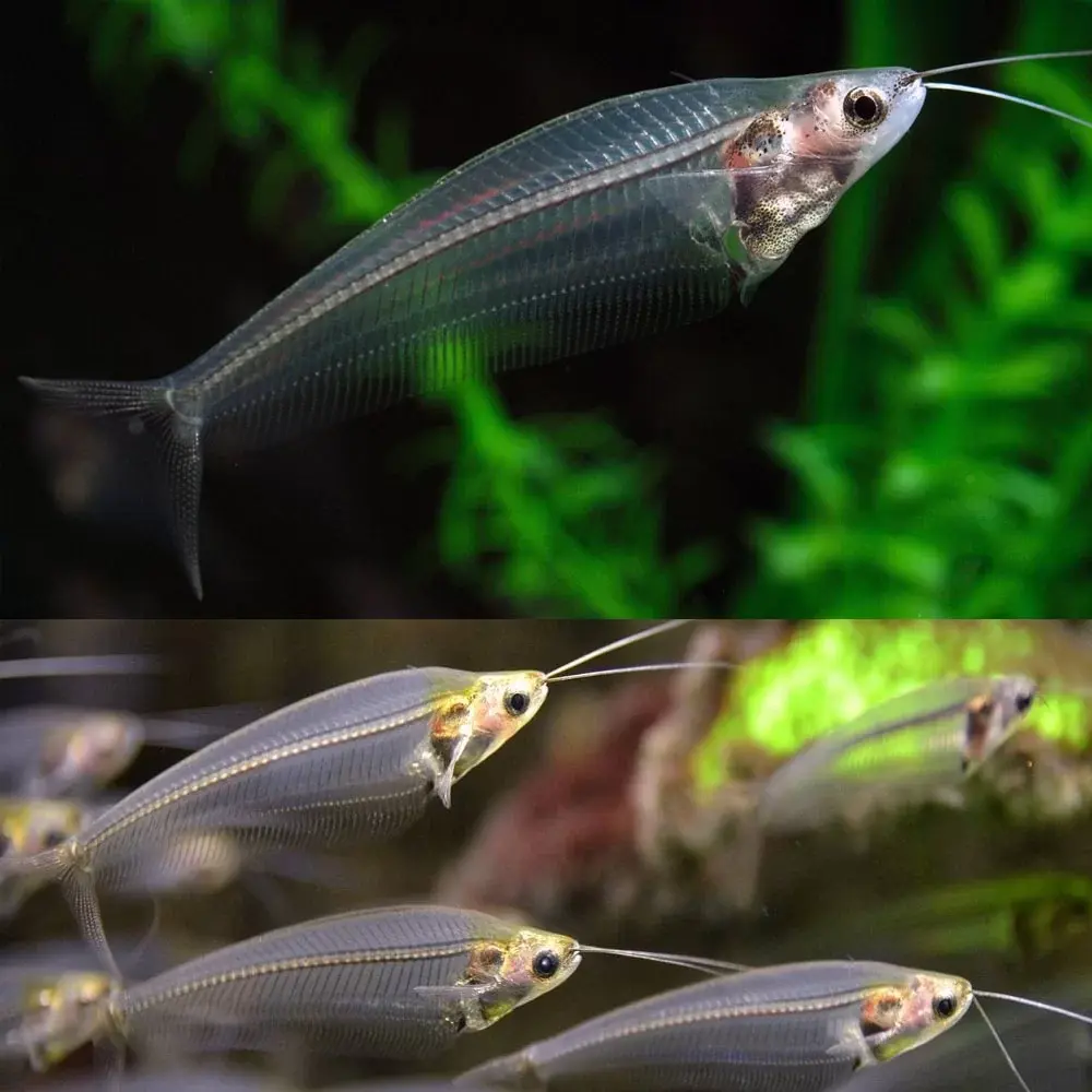 Glass Catfish