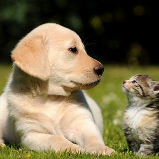 honden, puppies, katten, Arion, Arion Fresh, fun4pets, kittens