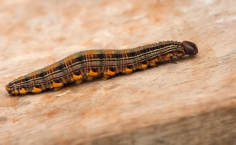 Brassolis sophorae: la oruga defoliadora que puede destruir una palmera en pocos días.