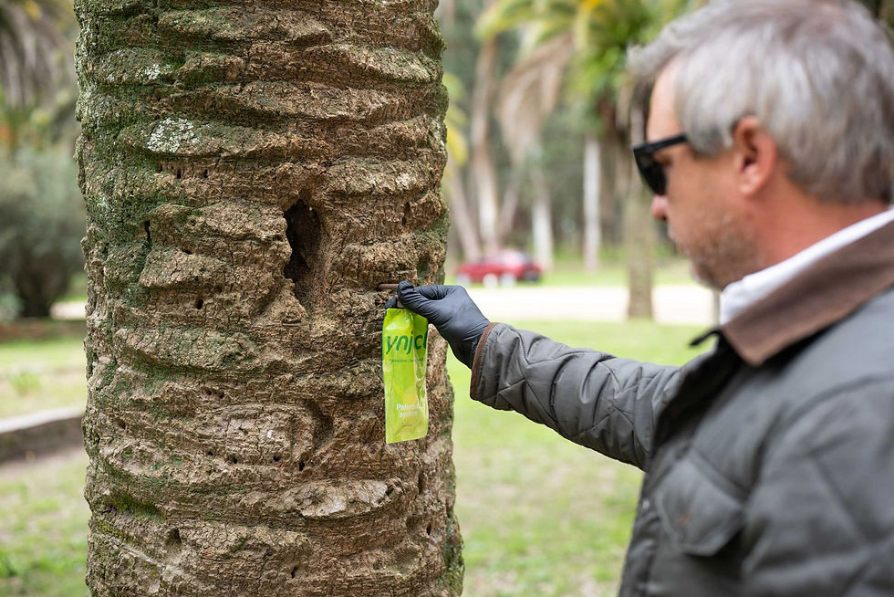 El avance del picudo rojo en Uruguay: qué está pasando y cómo lo estamos controlando (endoterapia + duchas foliares)