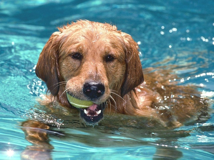 Cuidados especiais com seu Pet no verão!