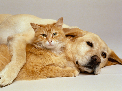 Nossos Pets também envelhecem!
