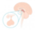 Source: “What Caused My Pituitary Gland Damage?” — The Endocrine Center, Houston, TX. © 2025 The Endocrine Center.