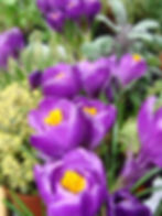 Crocus