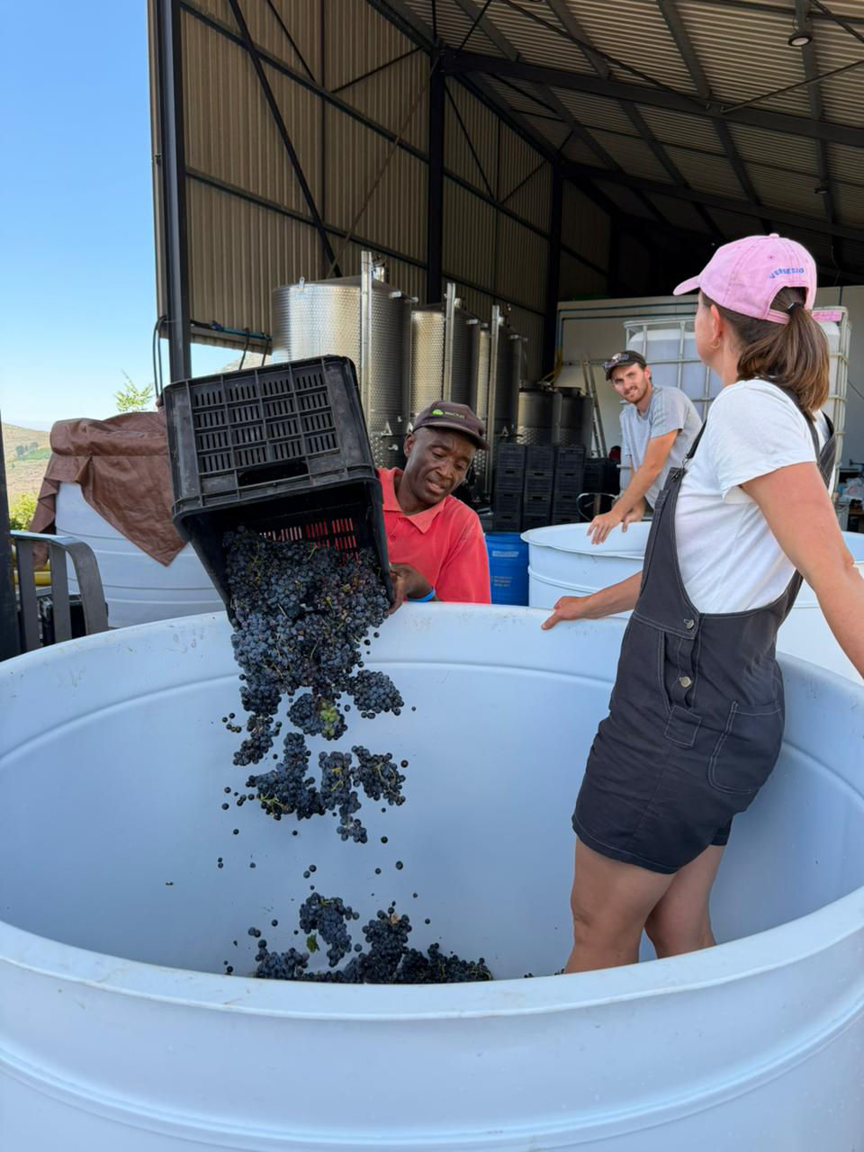 Some Grenache Noir being foot stomped!